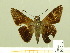 ( - HESP-EB 00 749)  @11 [ ] Copyright (2010) Unspecified Research Collection of Ernst Brockmann