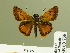  ( - HESP-EB 00 758)  @14 [ ] Copyright (2010) Unspecified Research Collection of Ernst Brockmann
