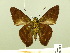  ( - HESP-EB 00 795)  @12 [ ] Copyright (2010) Unspecified Research Collection of Ernst Brockmann