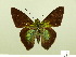 ( - HESP-EB 00 795)  @12 [ ] Copyright (2010) Unspecified Research Collection of Ernst Brockmann
