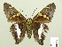  ( - HESP-EB 00 825)  @13 [ ] Copyright (2010) Unspecified Research Collection of Ernst Brockmann