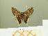  ( - HESP-EB 00 852)  @13 [ ] Copyright (2010) Unspecified Research Collection of Ernst Brockmann