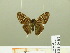  ( - HESP-EB 00 852)  @13 [ ] Copyright (2010) Unspecified Research Collection of Ernst Brockmann
