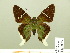  ( - HESP-EB 00 853)  @11 [ ] Copyright (2010) Unspecified Research Collection of Ernst Brockmann
