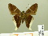  ( - HESP-EB 00 854)  @13 [ ] Copyright (2010) Unspecified Research Collection of Ernst Brockmann