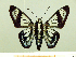  ( - HESP-EB 00 009)  @11 [ ] Copyright (2010) Unspecified Research Collection of Ernst Brockmann