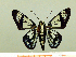  ( - HESP-EB 00 010)  @11 [ ] Copyright (2010) Unspecified Research Collection of Ernst Brockmann