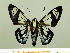  ( - HESP-EB 00 011)  @11 [ ] Copyright (2010) Unspecified Research Collection of Ernst Brockmann