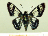  ( - HESP-EB 00 012)  @11 [ ] Copyright (2010) Unspecified Research Collection of Ernst Brockmann