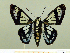  ( - HESP-EB 00 012)  @11 [ ] Copyright (2010) Unspecified Research Collection of Ernst Brockmann