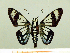  (Oxynetra confusa - HESP-EB 00 013)  @14 [ ] Copyright (2010) Unspecified Research Collection of Ernst Brockmann