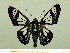  ( - HESP-EB 00 015)  @11 [ ] Copyright (2010) Unspecified Research Collection of Ernst Brockmann