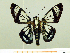  ( - HESP-EB 00 015)  @11 [ ] Copyright (2010) Unspecified Research Collection of Ernst Brockmann