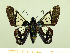 ( - HESP-EB 00 016)  @11 [ ] Copyright (2010) Unspecified Research Collection of Ernst Brockmann