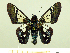  ( - HESP-EB 00 018)  @11 [ ] Copyright (2010) Unspecified Research Collection of Ernst Brockmann