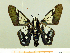  ( - HESP-EB 00 018)  @11 [ ] Copyright (2010) Unspecified Research Collection of Ernst Brockmann