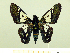  ( - HESP-EB 00 019)  @11 [ ] Copyright (2010) Unspecified Research Collection of Ernst Brockmann