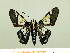  ( - HESP-EB 00 020)  @11 [ ] Copyright (2010) Unspecified Research Collection of Ernst Brockmann