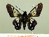  ( - HESP-EB 00 021)  @11 [ ] Copyright (2010) Unspecified Research Collection of Ernst Brockmann