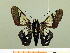  ( - HESP-EB 00 021)  @11 [ ] Copyright (2010) Unspecified Research Collection of Ernst Brockmann