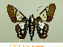  ( - HESP-EB 00 023)  @11 [ ] Copyright (2010) Unspecified Research Collection of Ernst Brockmann