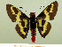  ( - HESP-EB 00 066)  @14 [ ] Copyright (2010) Unspecified Research Collection of Ernst Brockmann
