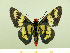  ( - HESP-EB 00 081)  @13 [ ] Copyright (2010) Unspecified Research Collection of Ernst Brockmann