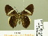  ( - HESP-EB 01 001)  @13 [ ] Copyright (2010) Unspecified Research Collection of Ernst Brockmann