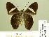  ( - HESP-EB 01 003)  @13 [ ] Copyright (2010) Unspecified Research Collection of Ernst Brockmann