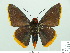  ( - HESP-EB 01 017)  @14 [ ] Copyright (2010) Unspecified Research Collection of Ernst Brockmann