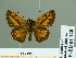  (Ochlodes ochracea - HESP-EB 01 128)  @14 [ ] Copyright (2010) Unspecified Research Collection of Ernst Brockmann