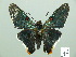  (Phocides palaemon - HESP-EB 01 132)  @15 [ ] Copyright (2010) Unspecified Research Collection of Ernst Brockmann