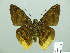  ( - HESP-EB 01 136)  @13 [ ] Copyright (2010) Unspecified Research Collection of Ernst Brockmann