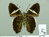  ( - HESP-EB 01 144)  @13 [ ] Copyright (2010) Unspecified Research Collection of Ernst Brockmann