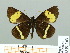  ( - HESP-EB 01 163)  @13 [ ] Copyright (2010) Unspecified Research Collection of Ernst Brockmann
