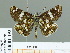  ( - HESP-EB 01 193)  @14 [ ] Copyright (2010) Unspecified Research Collection of Ernst Brockmann