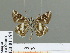  ( - HESP-EB 01 194)  @11 [ ] Copyright (2010) Unspecified Research Collection of Ernst Brockmann