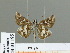  ( - HESP-EB 01 195)  @13 [ ] Copyright (2010) Unspecified Research Collection of Ernst Brockmann