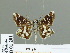  ( - HESP-EB 01 201)  @13 [ ] Copyright (2010) Unspecified Research Collection of Ernst Brockmann