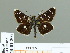  ( - HESP-EB 01 201)  @14 [ ] Copyright (2010) Unspecified Research Collection of Ernst Brockmann