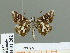  ( - HESP-EB 01 202)  @13 [ ] Copyright (2010) Unspecified Research Collection of Ernst Brockmann