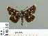  ( - HESP-EB 01 202)  @14 [ ] Copyright (2010) Unspecified Research Collection of Ernst Brockmann