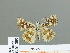  ( - HESP-EB 01 209)  @13 [ ] Copyright (2010) Unspecified Research Collection of Ernst Brockmann