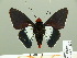  ( - HESP-EB 01 230)  @12 [ ] Copyright (2010) Unspecified Research Collection of Ernst Brockmann