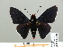  ( - HESP-EB 01 230)  @13 [ ] Copyright (2010) Unspecified Research Collection of Ernst Brockmann