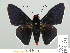  ( - HESP-EB 01 232)  @13 [ ] Copyright (2010) Unspecified Research Collection of Ernst Brockmann