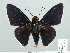  ( - HESP-EB 01 233)  @13 [ ] Copyright (2010) Unspecified Research Collection of Ernst Brockmann