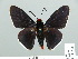  ( - HESP-EB 01 236)  @13 [ ] Copyright (2010) Unspecified Research Collection of Ernst Brockmann