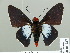  ( - HESP-EB 01 237)  @12 [ ] Copyright (2010) Unspecified Research Collection of Ernst Brockmann