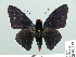 ( - HESP-EB 01 237)  @13 [ ] Copyright (2010) Unspecified Research Collection of Ernst Brockmann